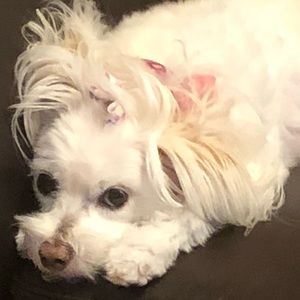 Meet your Posher, Dana